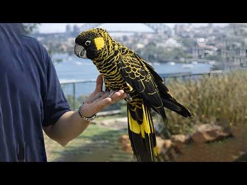 Most Unique and Beautiful Birds in The World
