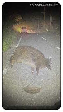 レンジャー・ウォッチング！奄美群島（ハイライト）｜日本の国立公園