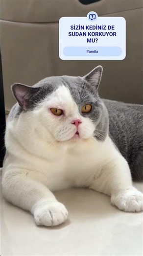 💧🌊Is Your Cat Scared of Water? 💦#cat #interestingfacts #catfacts #catvideos #funnycats #funny