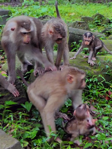 who dare take baby Johny away from Mom Joyce ! #Monkey | Cute Monkey