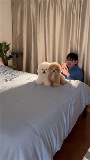 My Dog's Front Legs Are Fine, But the Back Legs Are a Disaster