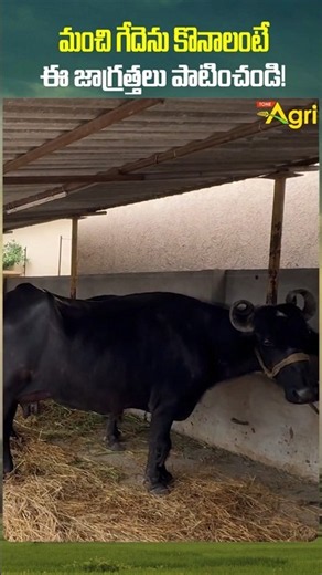 మంచి గేదెలు కొనాలంటే..!! #ToneAgri #HighYieldingBuffalo #BuffaloMarketHyderabad #dairyfarm #shorts