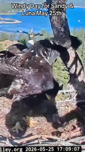 Courtesy of Big Bear Bald Eagle Live Nest FOBBV FriendsofBigBearValley.org https://friendsofbigbearvalley.org #jackieandshadow #bigbearvalleyeaglecam #bigbearcalifornia #sandyandluna