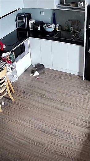 Sleeping Cat Falls From Counter || ViralHog