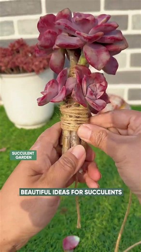 Creative Succulent Decor Ideas to Transform Your Space! ✨