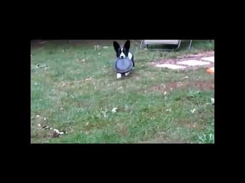 cardigan welsh corgi puppy 5 months old plays frisbee