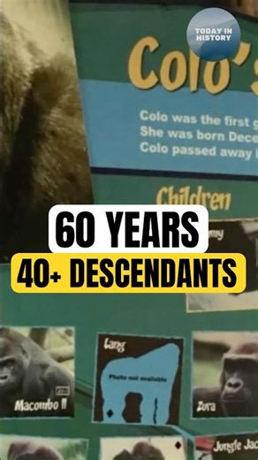 How Long Did Colo Live—and How Many Descendants Did She Have? | Today in History Short