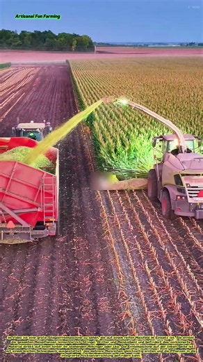 Silageernte: Mechanisierte Ernte und Förderung von Silage zur Frischhaltung von Viehfutter