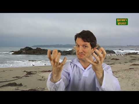 Exploding Whales - Top 🐳🐳🐳