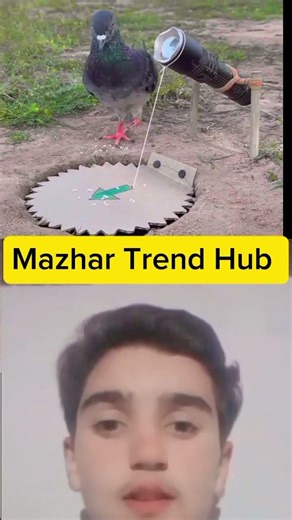 Pigeon Trap Experiment | Amazing Viral Short Video #creativejugaar #pewdiepie #asmr