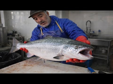 Say Goodbye to Skinning! Easy Salmon Filleting with Scaling Trick