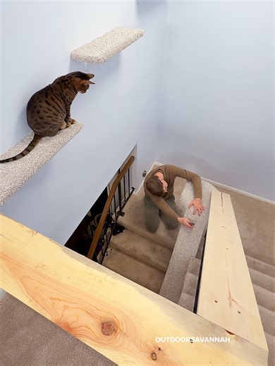 don't show our landlord 🤫 #cat How I build Handrail Shelf for a Cat, Movable Shelves for a Cat, Movable Climbing Posts for a Cat, and a Ladder for my Cat. Modular Cat Wall design is using French cleats to hang cat shelves and cat poles. Fully interchangeable cat wall #rajaanddavid