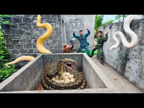 Brave hunters used high-tech snake detectors to locate the giant python's nest.