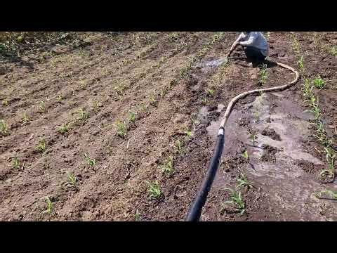 THIS SMART FARMING TECHNIQUE MAKES CORN GROW HEALTHIER AND STRONGER! - Agricultural Farming