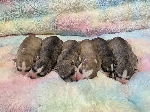 Nova and Aiden Puppies 2026