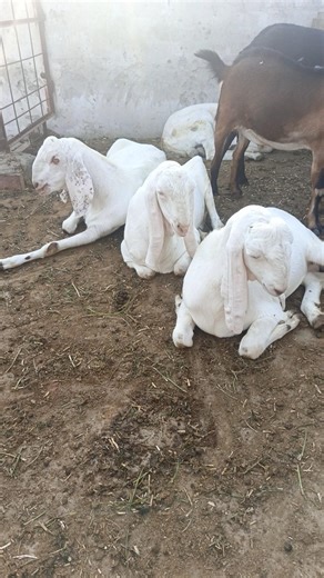 Discipline in Goats #goatfarming #bakrifarming #biggestbeetalgoats #beautifullgoats #beetalgoat