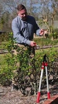 Rose pruning time | Get It Growing
