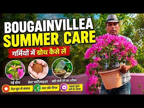 Summer में Bougainvillea की देखभाल कैसे करें? Best Tips & Tricks