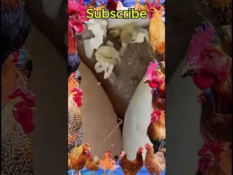 Blackheads Removal #289 | Acne Treatment and Very Satisfying Satisfying Pimple pop #blackheads