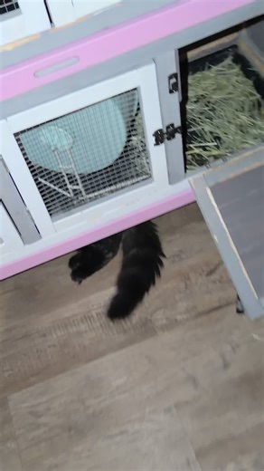 Maine Coon Kittens: Adorable Moments with Nimbus