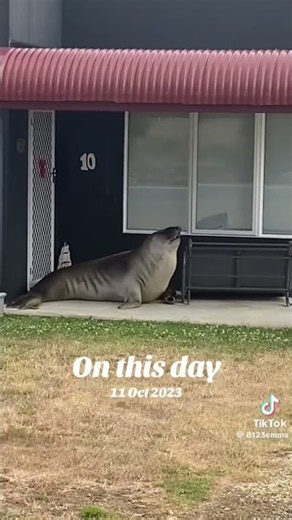 Neil knocking over Davo’s porch chair back in season 1 🦭 #neiltheseal
