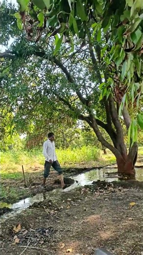 Kesar Mango 🥭 Farm Gir Gujarat केसर आम बगीचा, કેસર કેરી બગીચો વાડી, કાઠિયાવાડી, Kathiyawad गीर ગીર