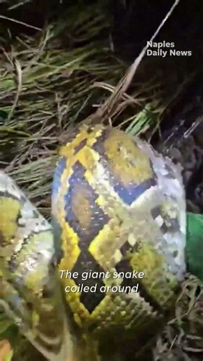 Florida hunter wrangles massive 200-pound Burmese python in Everglades