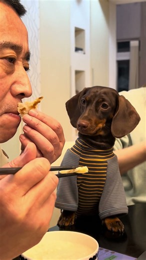 Dachshund drools while watching owner eat food in Zhejiang, China