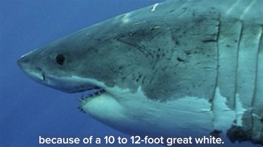 Aggressive great white shark seen off Southern California coast