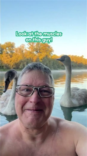 Man Swims Alongside Family of Swans