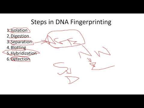 DNA Fingerprinting (DNA Profiling) 40 Days 40 Sureshot Topics Day-15