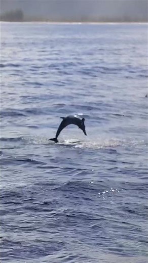 Hawaiian Spinner Dolphins