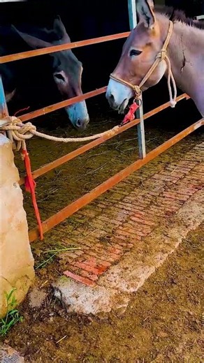 Funniest Donkey Ever Donkey Training the fun way 78