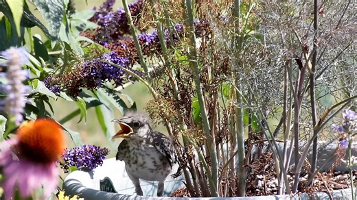 Feeding Baby Mockingbird