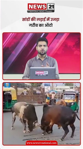 Bull Fight: सांडों की लड़ाई में टूटा गरीब का ऑटो, कौन देगा मुआवजा? #shorts #tranding