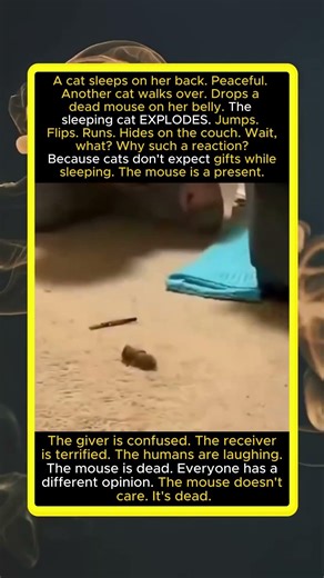 Cat Drops Dead Mouse on Sleeping Cat — Sleeping Cat Explodes. Gift Not Wanted. Mouse Dead.