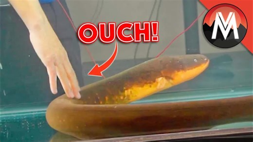 Touching an Electric Eel! Mark stuck his hand in a tank to touch an electric eel! Discover the science behind an eel's electric shock. | Brave Wilderness