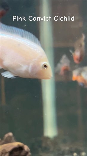 Aquarium Fish Cichlids Pink Convict Cichlid #fishvideo #tropicalfish #fishtank #fishkeeping #peces