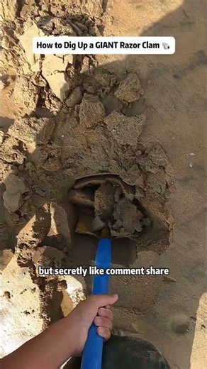 How to Dig Up a GIANT Razor Clam 🐚
