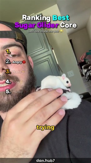 Ranking Best Sugar Glider Core🥺 #usa