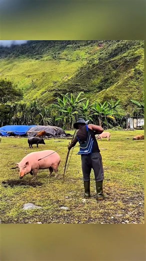 Close Range Bow Hunting 🐗 | Big Wild Hog Taken Down! #outdoorlife #bowhunt #bowhunting #bowhunter
