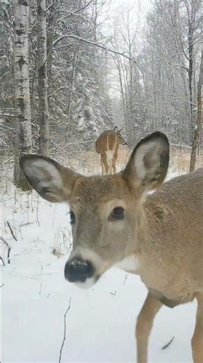 Saskatchewan Trail Cams: Deer, Wolves & Lynx in Snow ❄️🐺