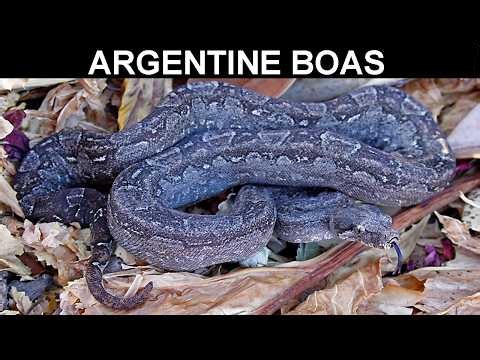 MASSIVE Argentine Boa Litter is Born!