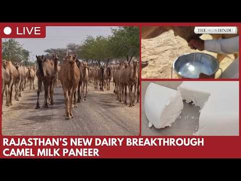 Bikaner scientists develop camel milk paneer with potential health benefits
