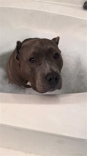 Bubble Bath Bandit || ViralHog