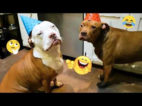 You Will Laugh Harder Than You Expect 🤣 FUNNIEST DOGS Video 2026 #142