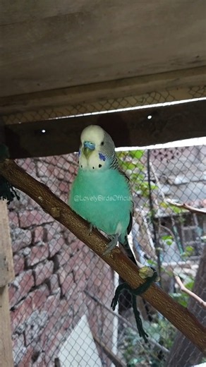 Budgie Sounds to Make Your Bird Chirp 🐦🎶