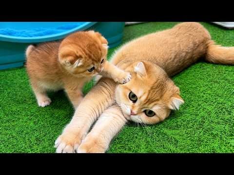 Mom, Why Are You So Tired? We're Good Kittens!