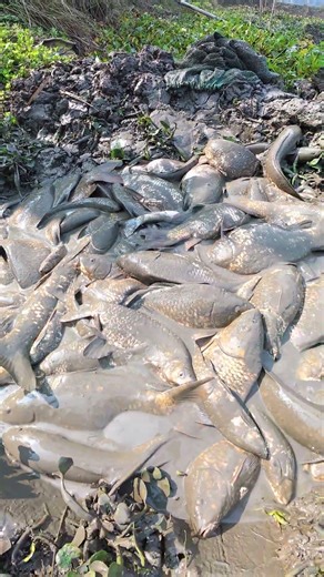 Amazing Massive Carp Catch: Traditional River Fishing at its Best!