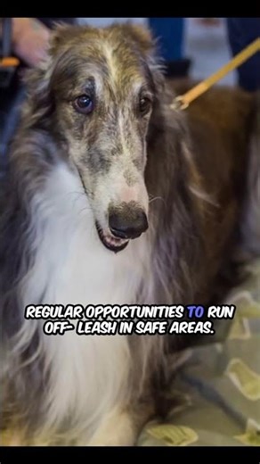 Graceful Russian Sighthound Borzoi